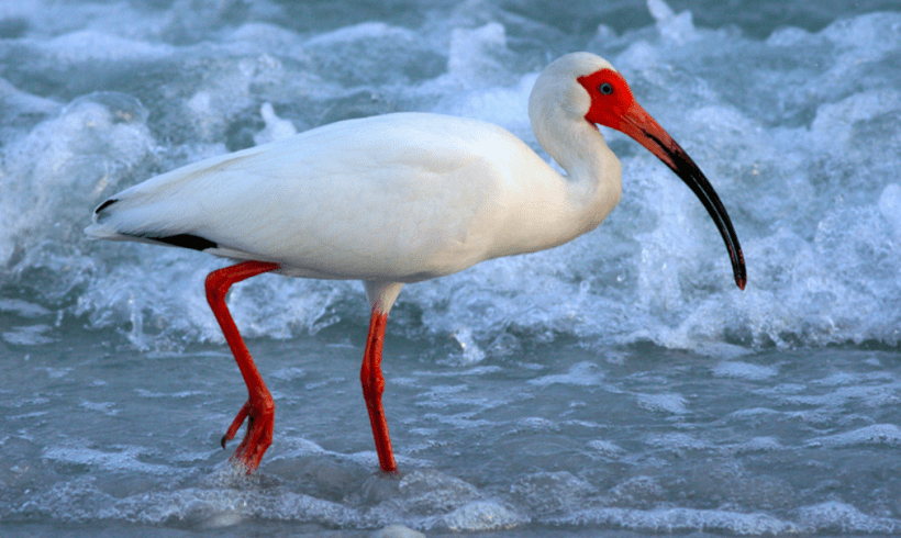 FWC Approves New Management Plan for Florida’s Listed Species FWC Approves New Management Plan for Florida’s Listed Species