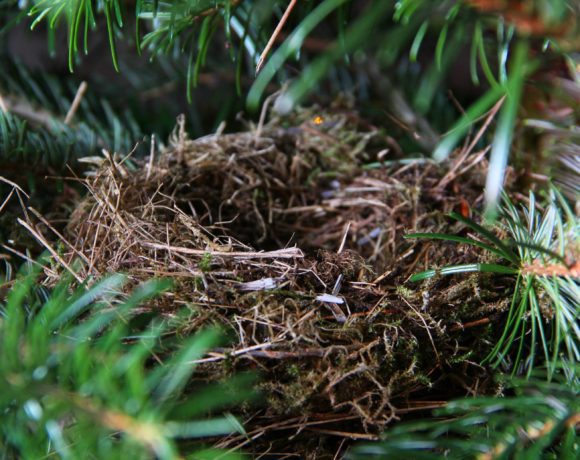 FWC Publishes Final Rule Eliminating Requirement to Obtain Nest Removal Permit FWC Publishes Final Rule Eliminating Requirement to Obtain Nest Removal Permit