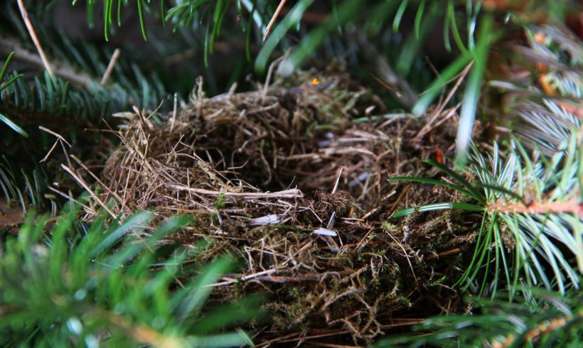 FWC Publishes Final Rule Eliminating Requirement to Obtain Nest Removal Permit FWC Publishes Final Rule Eliminating Requirement to Obtain Nest Removal Permit