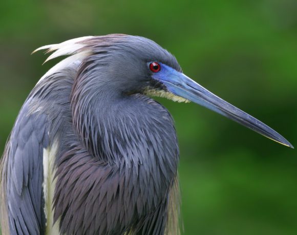 Updated Public Comment Period and Webinars for Imperiled Species Guidelines Updated Public Comment Period and Webinars for Imperiled Species Guidelines