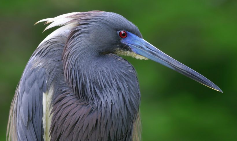 Updated Public Comment Period and Webinars for Imperiled Species Guidelines Updated Public Comment Period and Webinars for Imperiled Species Guidelines