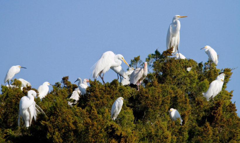 Federal Migratory Bird Treaty Act Federal Migratory Bird Treaty Act