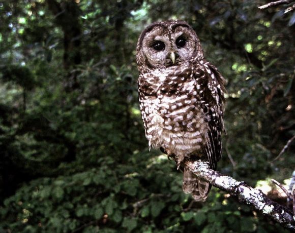 Interior Department Proposes a Vast Reworking of the Endangered Species Act Interior Department Proposes a Vast Reworking of the Endangered Species Act