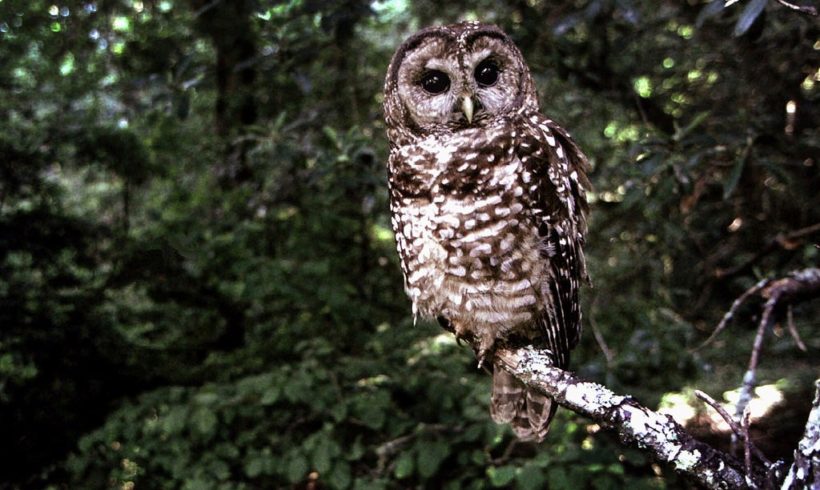 Interior Department Proposes a Vast Reworking of the Endangered Species Act Interior Department Proposes a Vast Reworking of the Endangered Species Act
