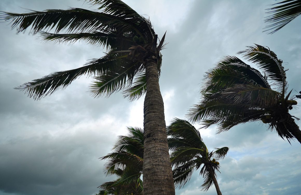 palmtreesinhurricane