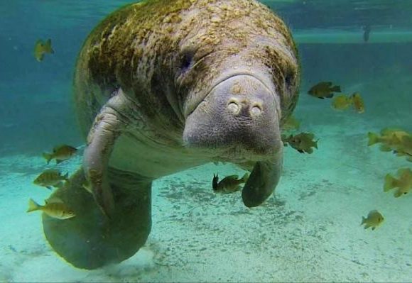 Species Conservation Measures and Permitting Guidelines Public Comment Period Species Conservation Measures and Permitting Guidelines Public Comment Period